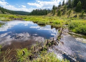 Landscape with pond, weeds and trees